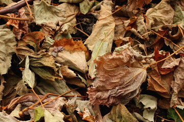 Fallen dry leaves on earth close-up as the background.