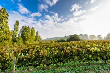 Vineyard on bright summer day under blue sky with white clouds in Saint Emilion area, Bordeaux, France