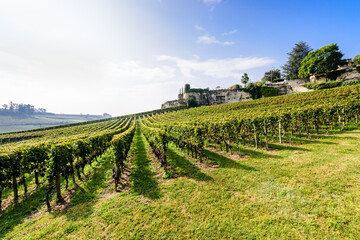 Fototapeta na wymiar Vineyard on bright summer day under blue sky with white clouds in Saint Emilion area, Bordeaux, France