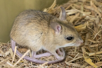 Tiny Australian Spinifex Hopping Mouse