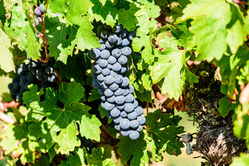 Bunch of Cabernet grapes ready for harvest