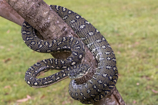 Australian non-venomous Diamond Python