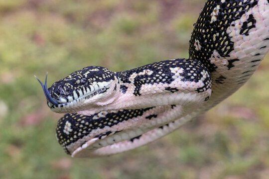 Australian Diamond Python flickering it's tongue