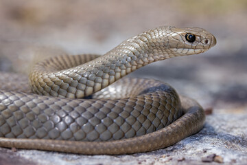 Close up of an Australian highly venomous Eastern Brown Snake