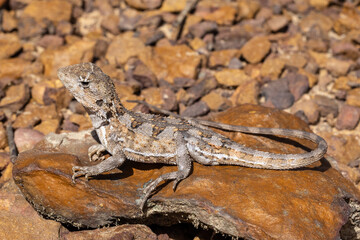 Australian Mountain Dragon basking on laterite stone