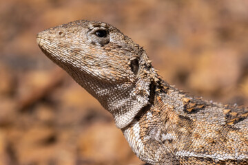Close up of Mountain Dragon