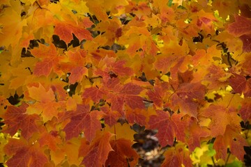 St Agapit-Levis in Autumn season