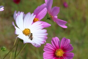 Obraz premium コスモスの花 誘われるミツバチ （高知県 越知町）