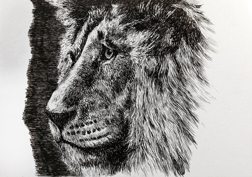 Illustration - a beautiful, sad, thoughtful lion. Picture of a lion's snout on the side drawn by a liner.