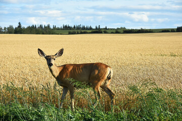 An image of a young female deer walking along the edge of a grain field. 