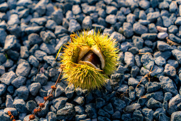 Wild chestnut on gravel