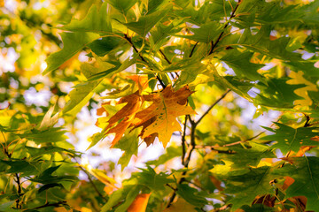 Begin of autumn leaves on a tree