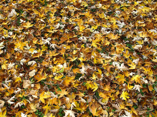 Autumn leaves on the grass
