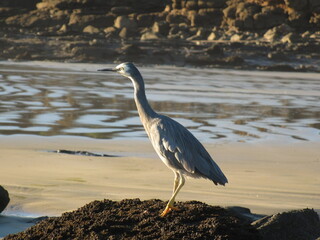 Heron sitting on rock