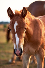 Fototapeta premium Close-up portrait of a cute chestnut foal on a meadow in the light of the setting sun