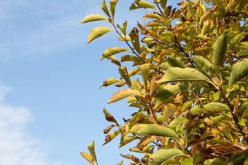 Magnolia leaves in late autumn