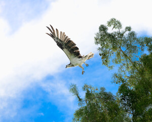 Osprey In Flight