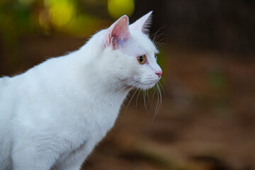 Naklejka na ściany i meble White cat with a blue collar walking in the forest
