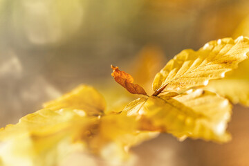 Close-up of a yellow autumnal leaf. Autumn mood. Bokeh. Text space