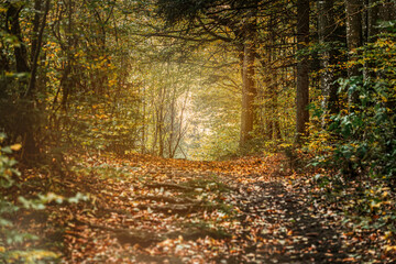 Portrait of an autumn forest landscape