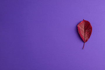 Flat lay of red autumn leaf changing their position on purple background on right. Bright leaf fall autumn holidays halloween concept with copy space