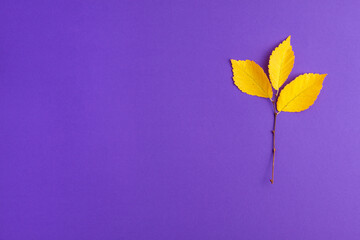 Flat lay of yellow autumn leaves changing their position on purple background on right. Bright leaf fall autumn holidays halloween concept with copy space
