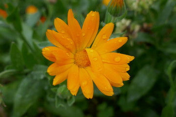 Raindrops on orange daisies