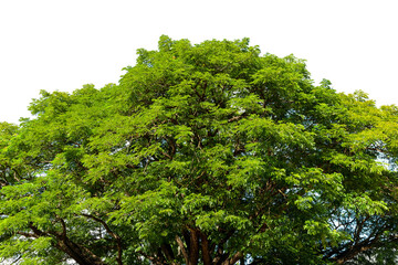  Trees and leaves taken from a low angle to the top of the  . tree  isolated on a white background.