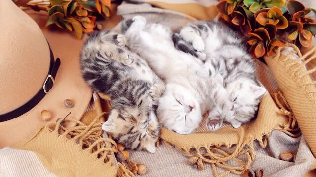 Kittens sleep on a beige scarf. The kitten sleeps in a row on autumn accessories. The kitten is isolated among the autumn things. 