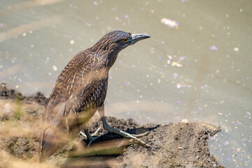 Black-crowned night heron (Nycticorax nycticorax) stands on the shore of a lake.