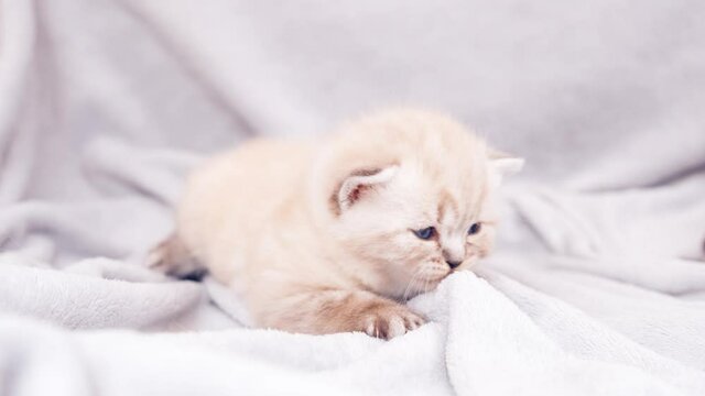 The kitten is played with a blanket. Kitten isolated on a gray plaid background. A month old kitten. Scottish purebred cat.