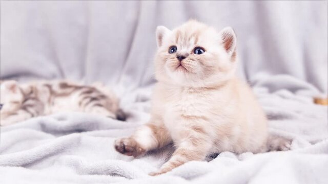 Interested kitten close-up. Isolated kitten on a gray plaid background.