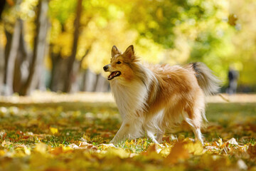 Red dog in the park.