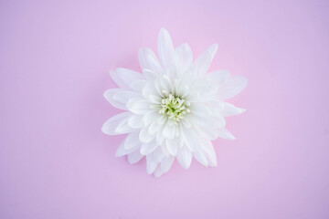 White chrysanthemum flower isolated on pink round. Close up flower.