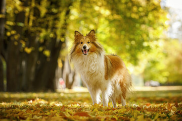 Fototapeta na wymiar Red dog in the park.