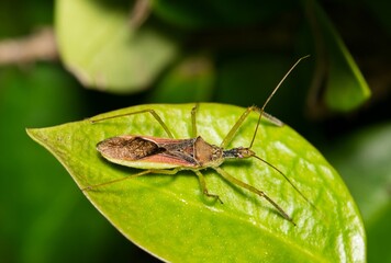 Leaf Hopper Assassin Bug (Zelus renardii) hunting for insects on a leaf in Houston, TX.