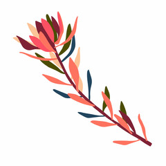Botanical isolated design illustration of protea flowers Australian flora
