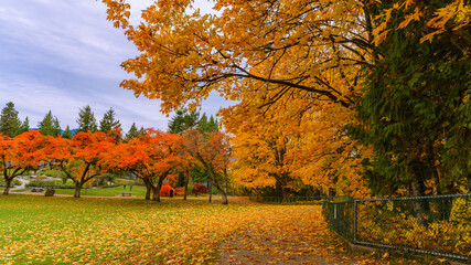 Curtain of orange foliage and carpet of golden yellow leaves at Burnaby Mountain Park, during Fall, with vividly coloured shrub garden in background.