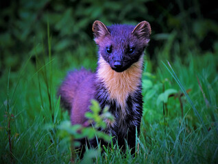 Lone pine marten on grasses in the wild
