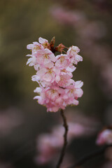 知恩寺の富士桜