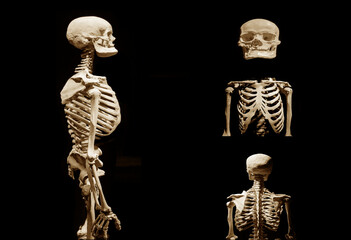 Human skeleton partner anatomical death abstract isloated partner