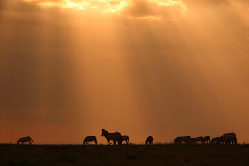 Fototapeta na wymiar アフリカマサイの夕日とシマウマのシルエット