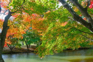 Obraz premium 清水公園の紅葉