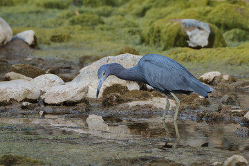 Blue heron in the river