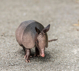 armadillo in the sand