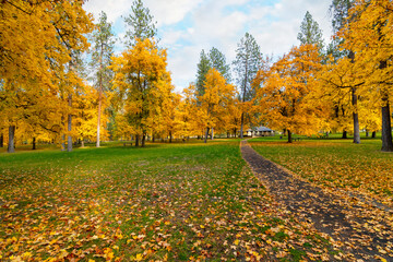 Falls colors on the trees during autumn at High Bridge Park in Spokane, Washington, USA.