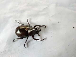 Allomyrina dichotoma