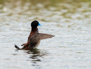 Blue-Billed-Duck