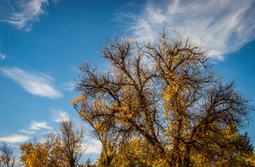 Fototapeta premium Gorgeous Fall Colors