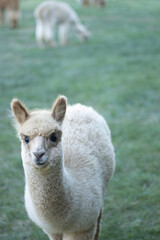 Obraz premium Llama baby